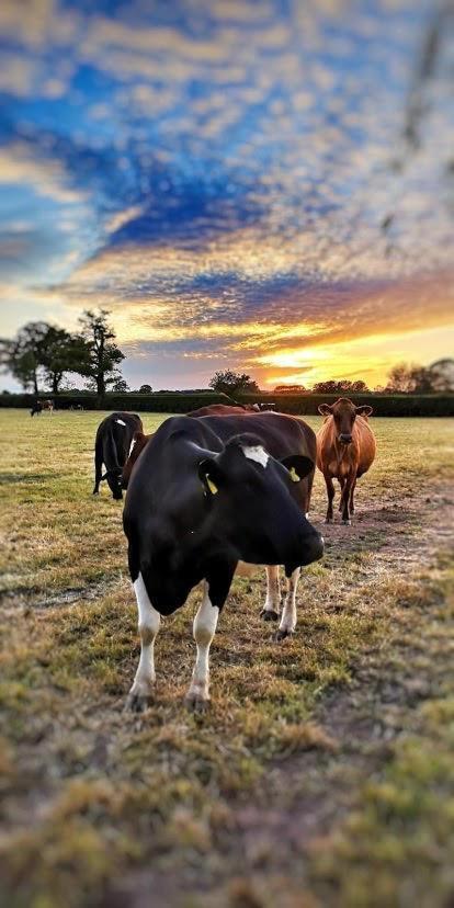 New Farm Cheshire Holidays Winsford  Buitenkant foto